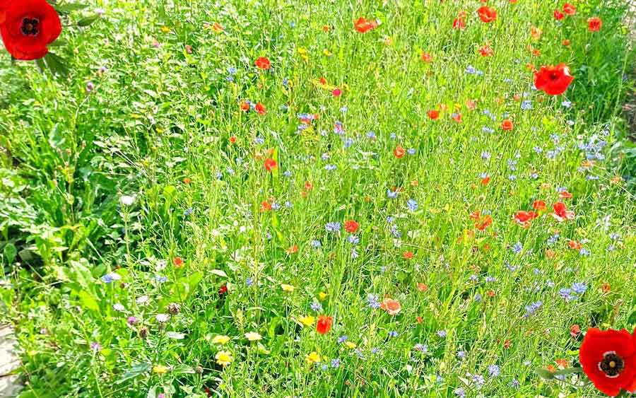 Ledo Blumenwiese